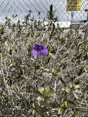 Ruellia californica