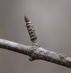 Viburnum rufidulum