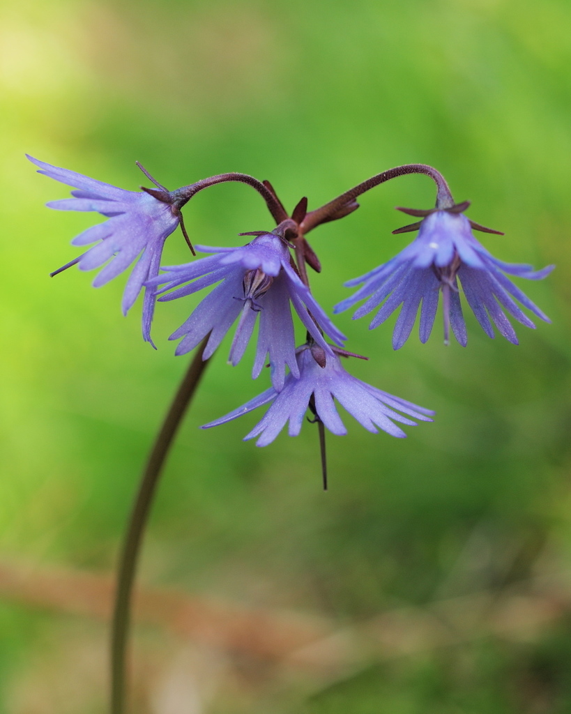 Mountain Tassel-Flower