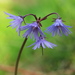 Mountain Tassel-Flower - Photo (c) Hermann Falkner, some rights reserved (CC BY-NC), uploaded by Hermann Falkner