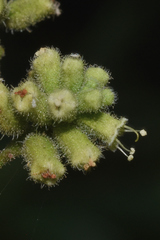 Salpianthus purpurascens