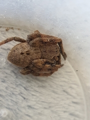 Palystes superciliosus