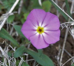 Phlox roemeriana