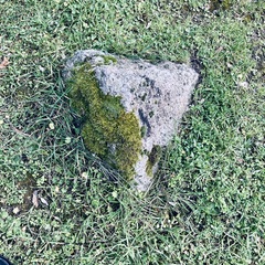 Hypnum cupressiforme