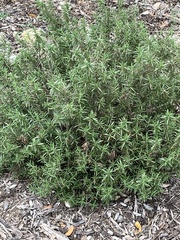 Myricaceae