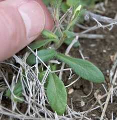 Phlox roemeriana