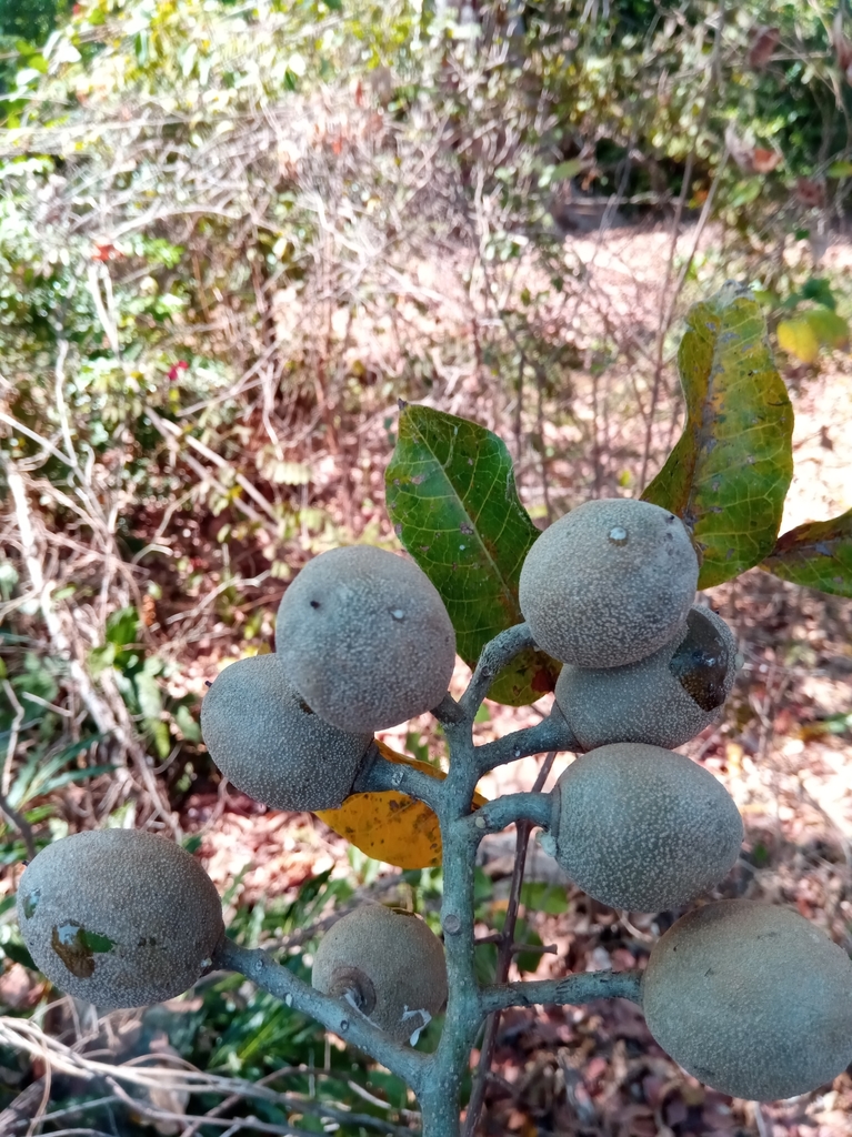 Canarium multiflorum