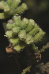 Salpianthus purpurascens