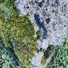 Hypnum cupressiforme