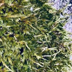 Hypnum cupressiforme