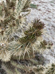 Cylindropuntia echinocarpa