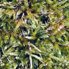 Hypnum cupressiforme