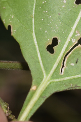 Salpianthus purpurascens