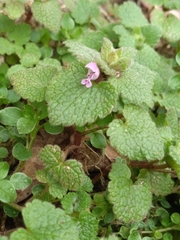 Lamium purpureum