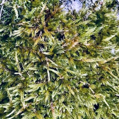 Hypnum cupressiforme