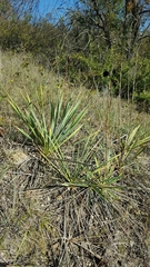 Yucca necopina