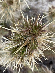 Cylindropuntia echinocarpa