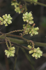 Salpianthus purpurascens
