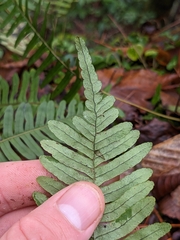 Polypodium appalachianum