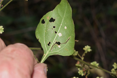 Salpianthus purpurascens