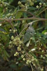 Salpianthus purpurascens