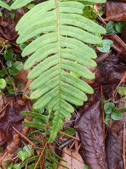 Polypodium appalachianum