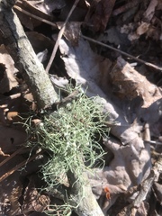 Ramalina stenospora
