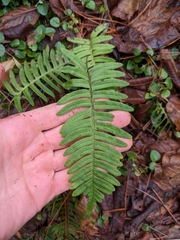 Polypodium appalachianum
