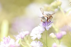 Anthidium