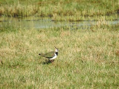 Vanellus vanellus
