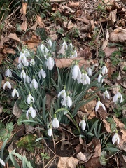 Galanthus nivalis