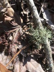 Ramalina stenospora