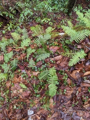 Polypodium appalachianum