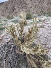 Cylindropuntia echinocarpa