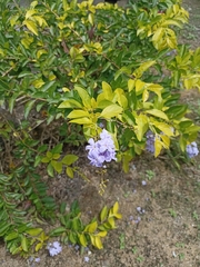 Duranta erecta