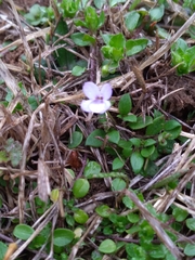 Houstonia pusilla