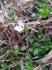 Houstonia pusilla