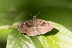 Quadrus cerialis