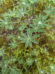 Lupinus sparsiflorus