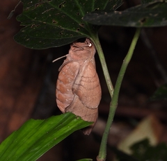 Daphnusa ocellaris