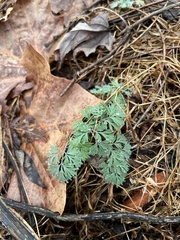 Corydalis flavula