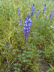 Lupinus sparsiflorus
