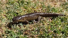 Ambystoma velasci