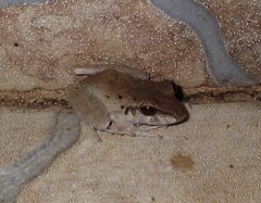 Craugastor crassidigitus