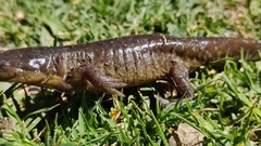 Ambystoma velasci