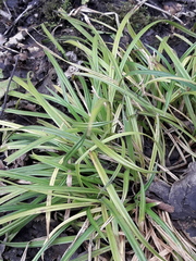 Carex sylvatica