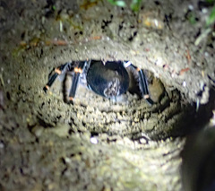 Megaphobema mesomelas