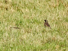 Sturnus vulgaris