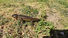 Ambystoma velasci