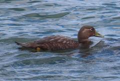 Tachyeres patachonicus